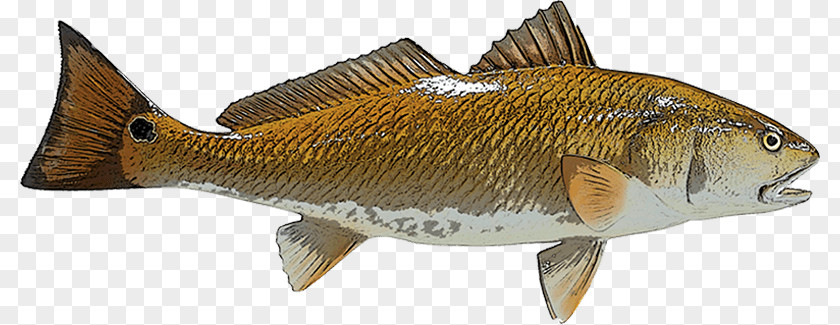 Red Drum Perch Redfish Fishing PNG