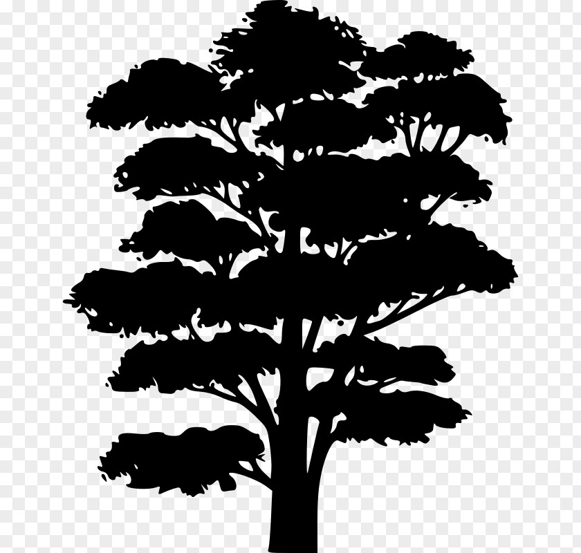Tree Silhouette Clipart Clip Art Branch Oak PNG