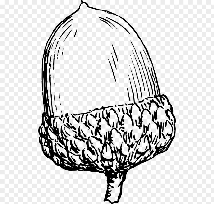 Acorn Drawing Clip Art PNG