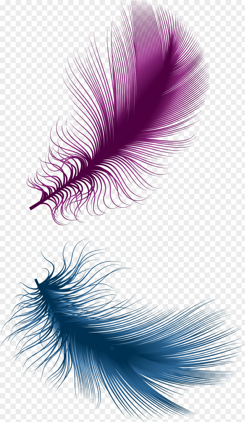Feather Purple PNG