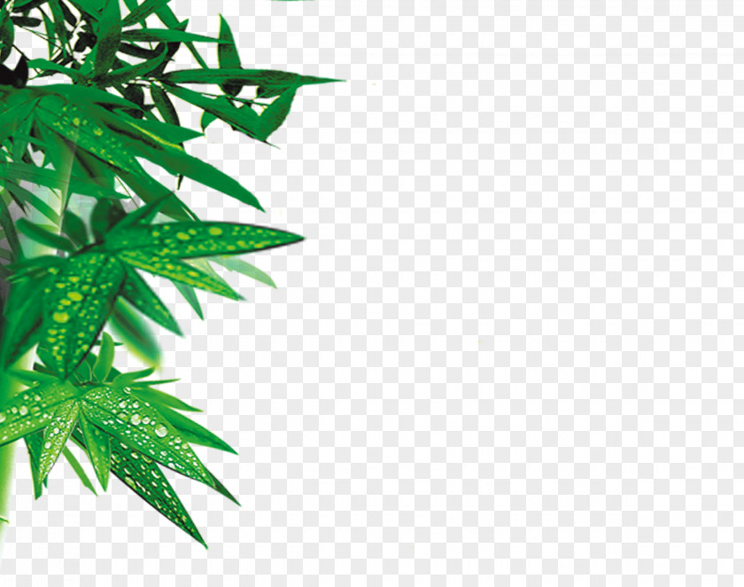 Green Bamboo Leaves Leaf PNG