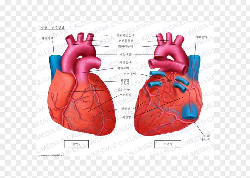 Heart Anatomy Brachiocephalic Artery Coronal Plane Circulatory System PNG