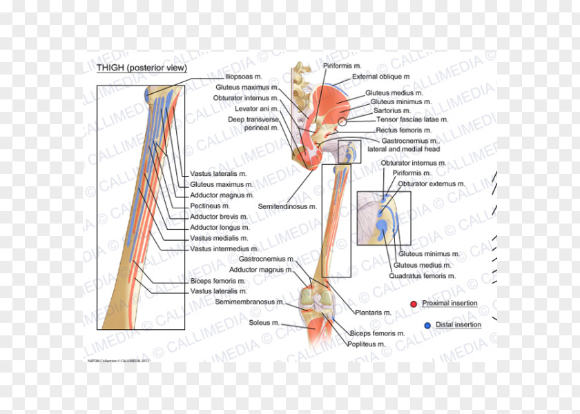 Line Organism Angle PNG