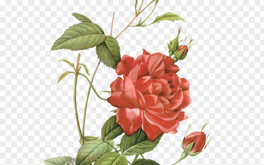 Petal Floribunda Garden Roses PNG