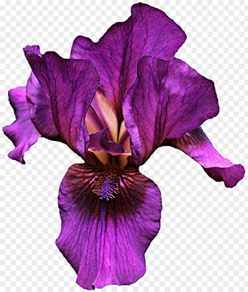Purple Flower Iris Versicolor Violet Light PNG