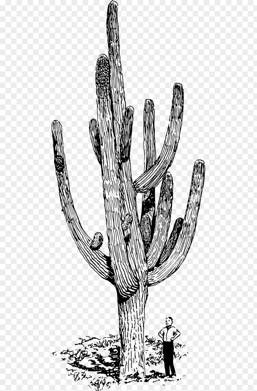 Saguaro Cactus Succulent Plant Thorns, Spines, And Prickles Clip Art PNG