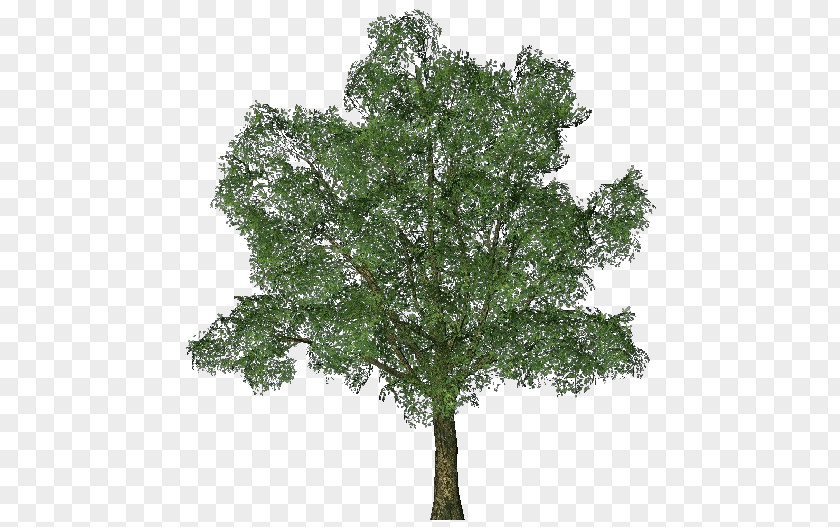 Arboles Ginkgo Biloba Tree English Oak PNG