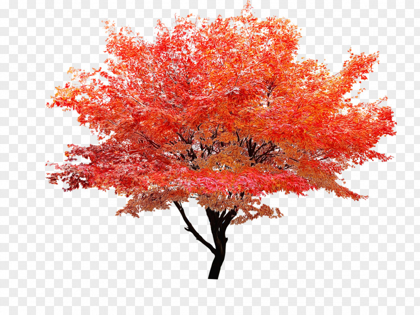 Autumn Flower Red Maple Tree PNG