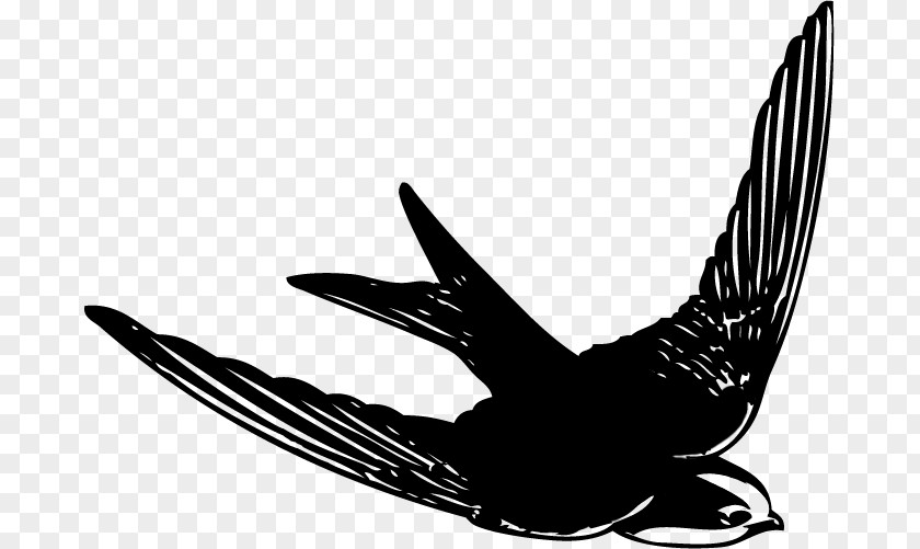Feather Swallow Beak Eagle Silhouette PNG