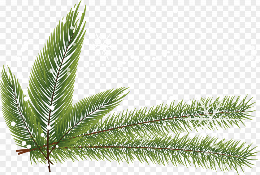 Vector Winter Matsuba Fir Spruce Pine Twig Leaf PNG