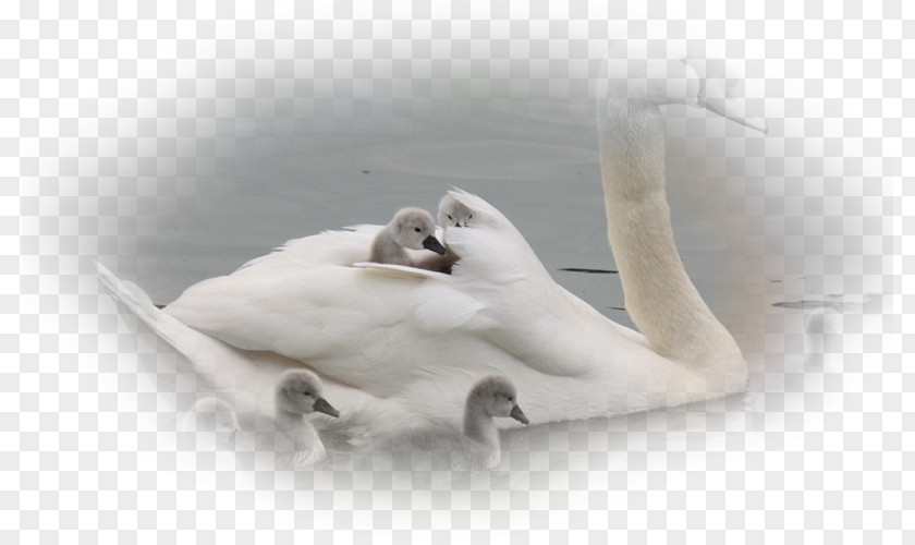 White Swan Cygnini Bird Duck Desktop Wallpaper High-definition Television PNG