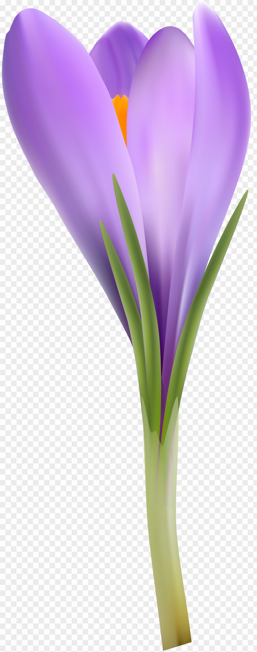 Crocus Flower Petal Clip Art PNG