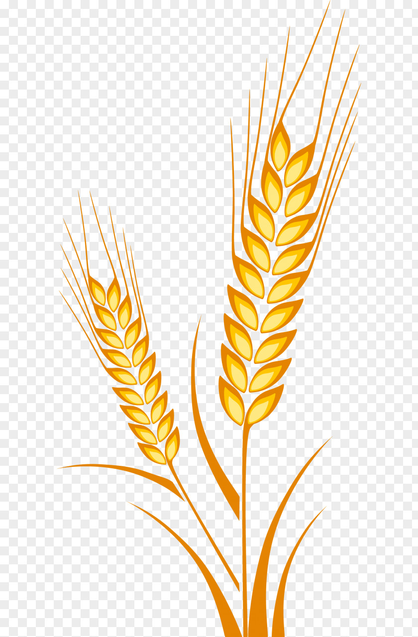 Ear Wheat Drawing Cereal Maize PNG