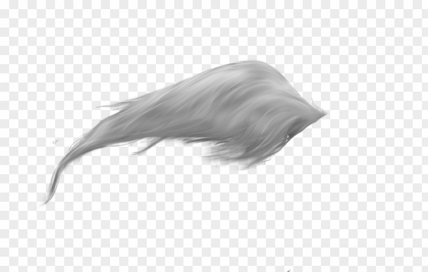 Long Hair Horse Tail Feather Clip Art PNG