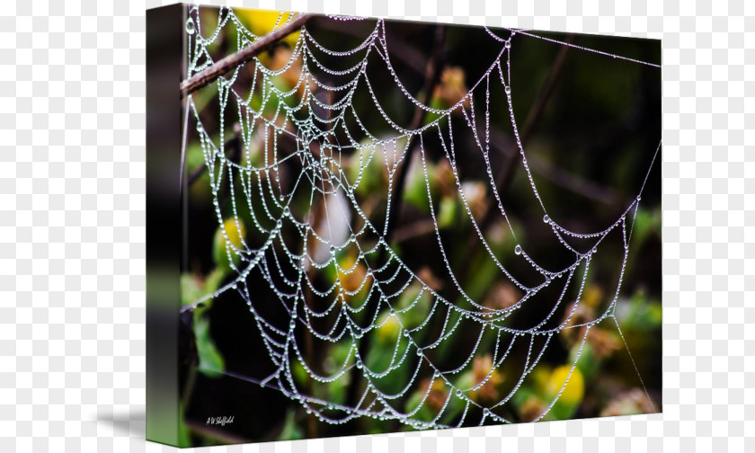 Spider Web Moisture Close-up PNG