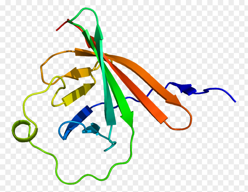 TCL1A Gene MTCP1 Protein AKT1 PNG