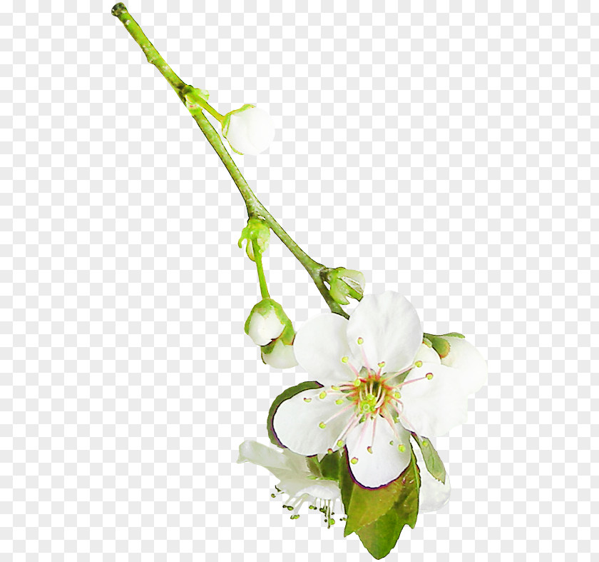 Twig Plant Flowers Background PNG