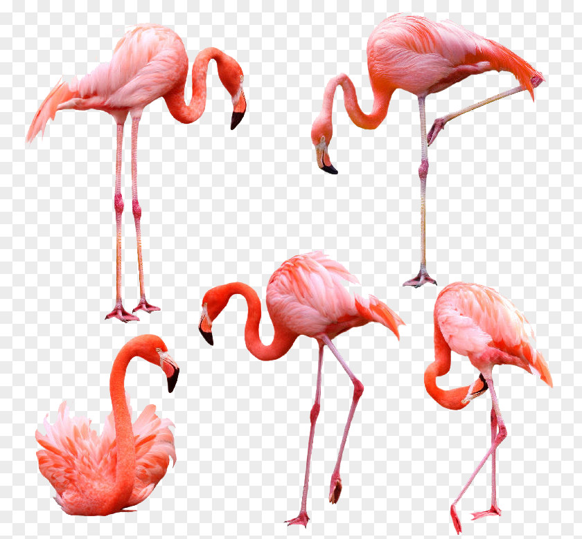 Animal PNG clipart PNG