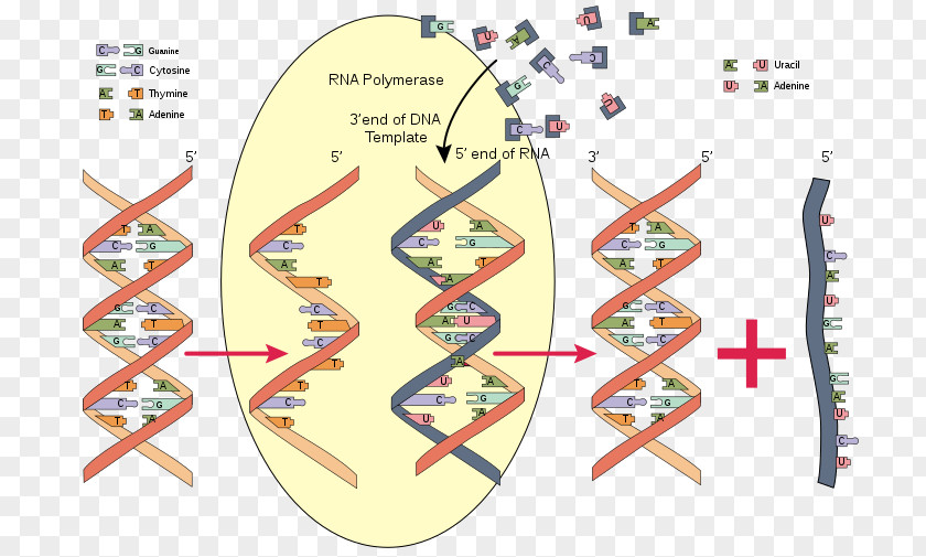 Eukaryotic Cell RNA Polymerase DNA Biochemistry PNG