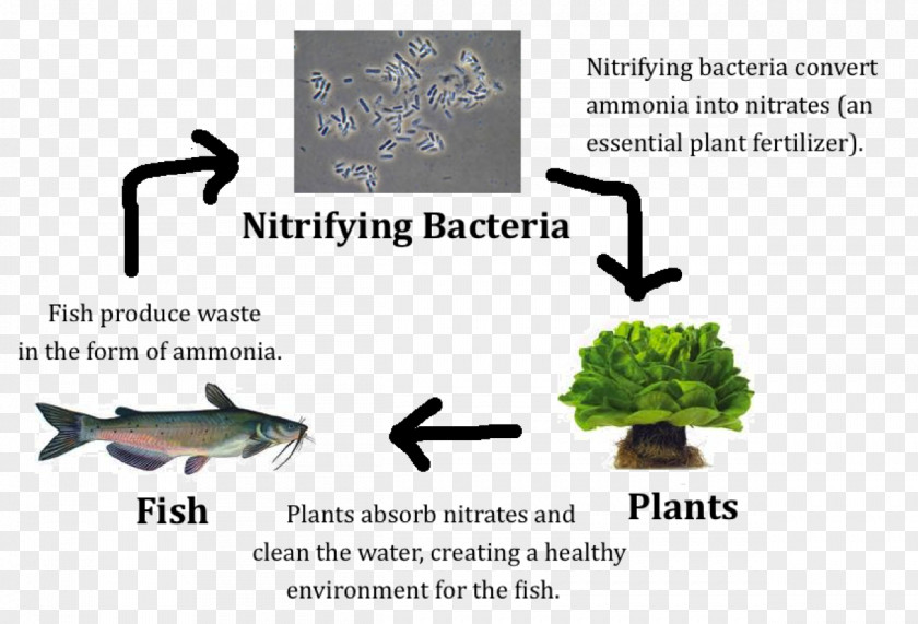 Microscope Nitrifying Bacteria Nitrification Aquaponics Nitrogen Fixation PNG
