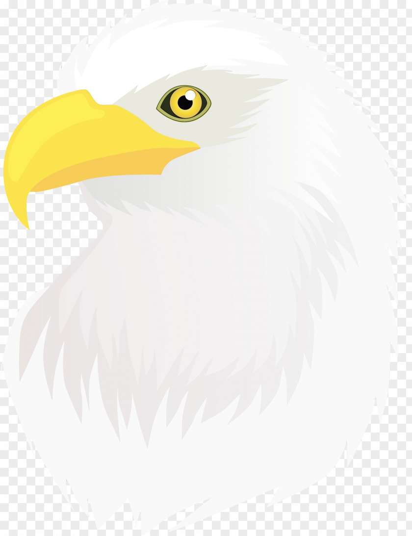 Bird Bald Eagle Beak Of Prey PNG