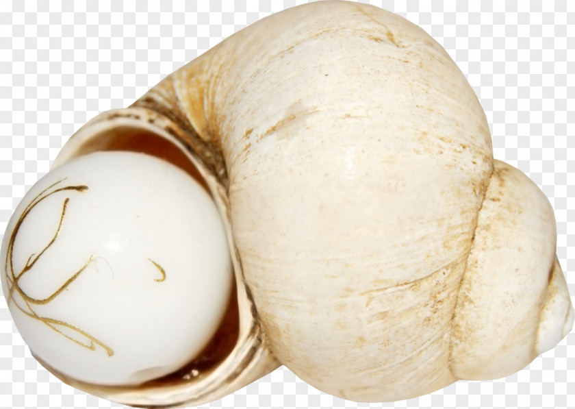 Conch Pearls Pearl Seashell PNG