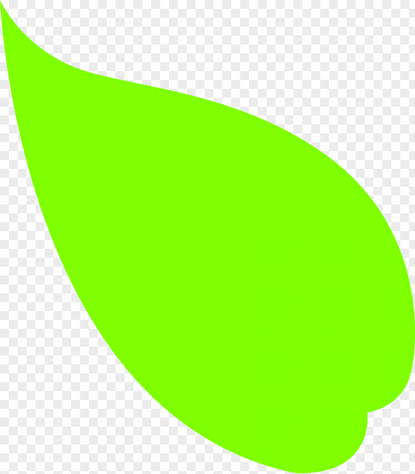 Leaf Photography PNG