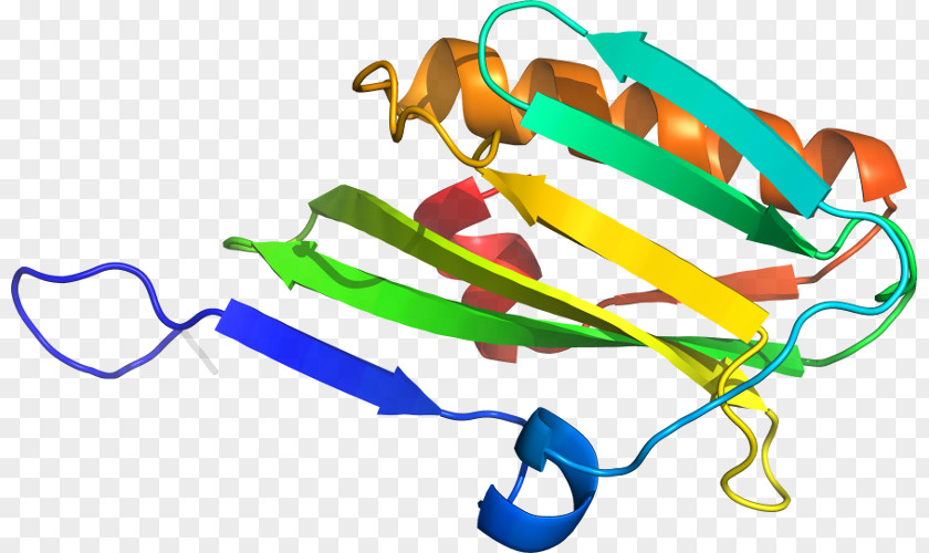 Line Organism Clip Art PNG