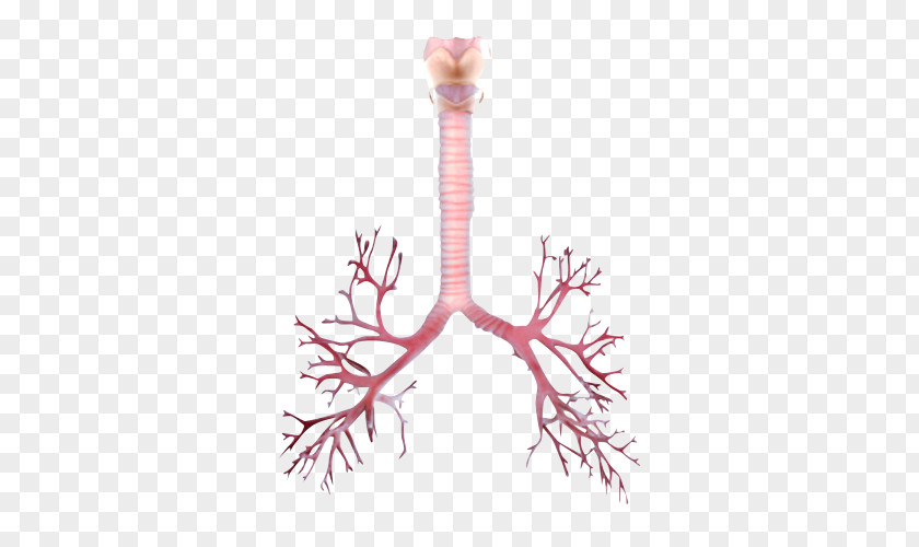 Trachea Bronchus Lung Bronchiole PNG