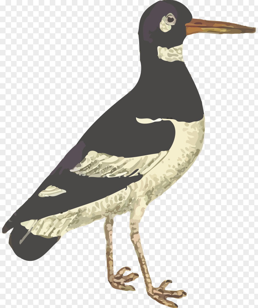 Bird Flamingos Heron Wader Wren PNG