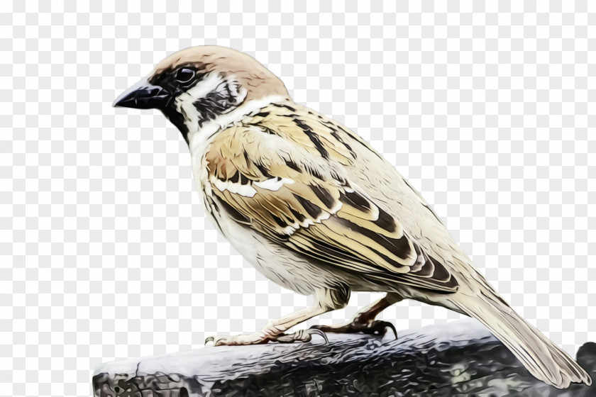 Lark Wildlife Bird House Sparrow Beak Perching PNG
