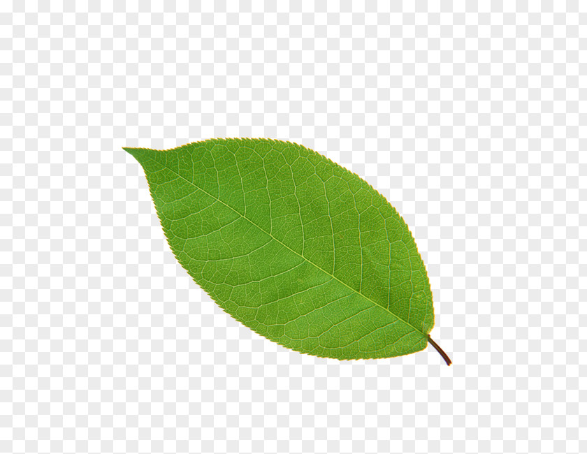 Leaves Leaf Apple High-definition Television PNG