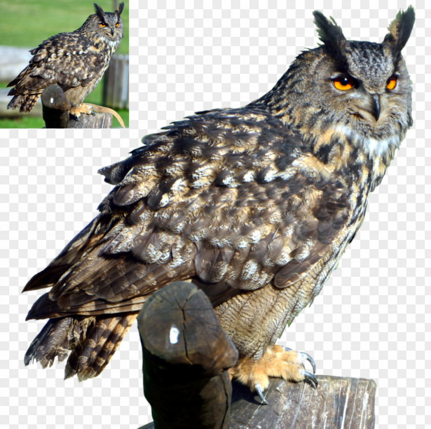 Omg Great Horned Owl Bird Clip Art PNG