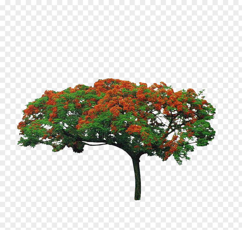 Phoenix Tree PNG