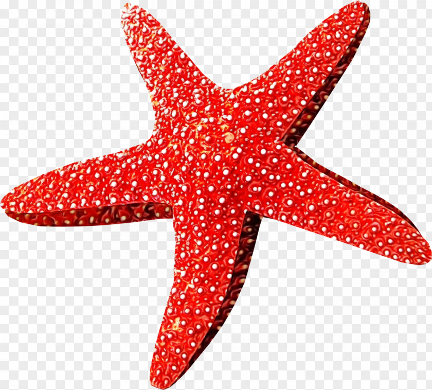 Star Starfish Cartoon PNG