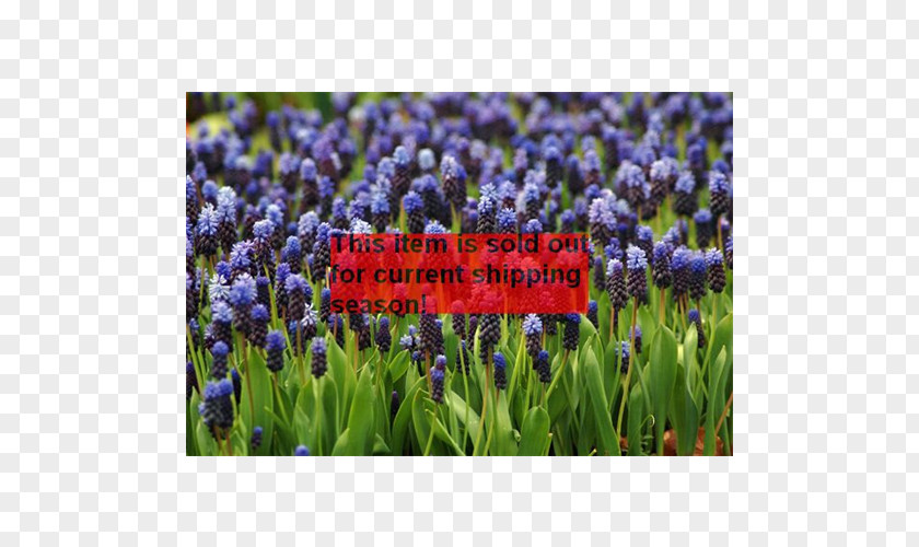 Bulb English Lavender Grape Hyacinth Plant PNG