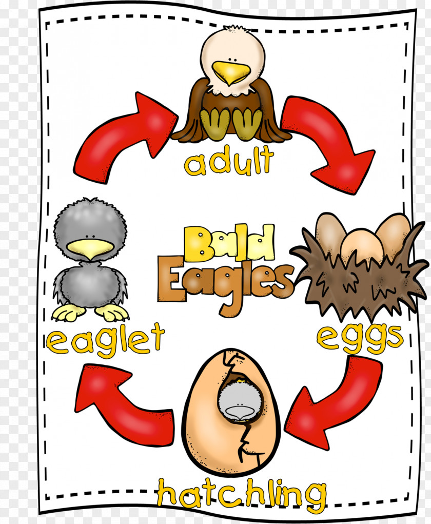 Chicken As Food Butterfly Biological Life Cycle First Grade PNG