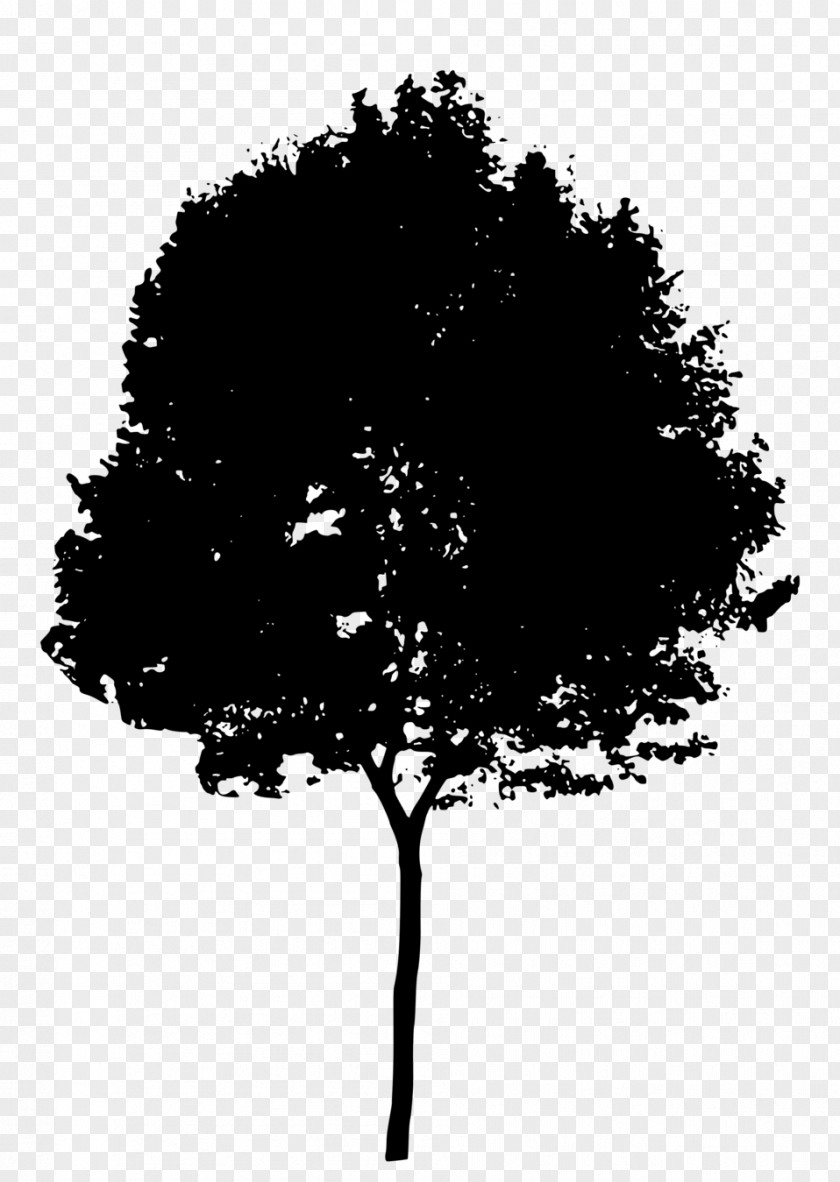 Deciduous Branch Tree Black Leaf Woody Plant PNG
