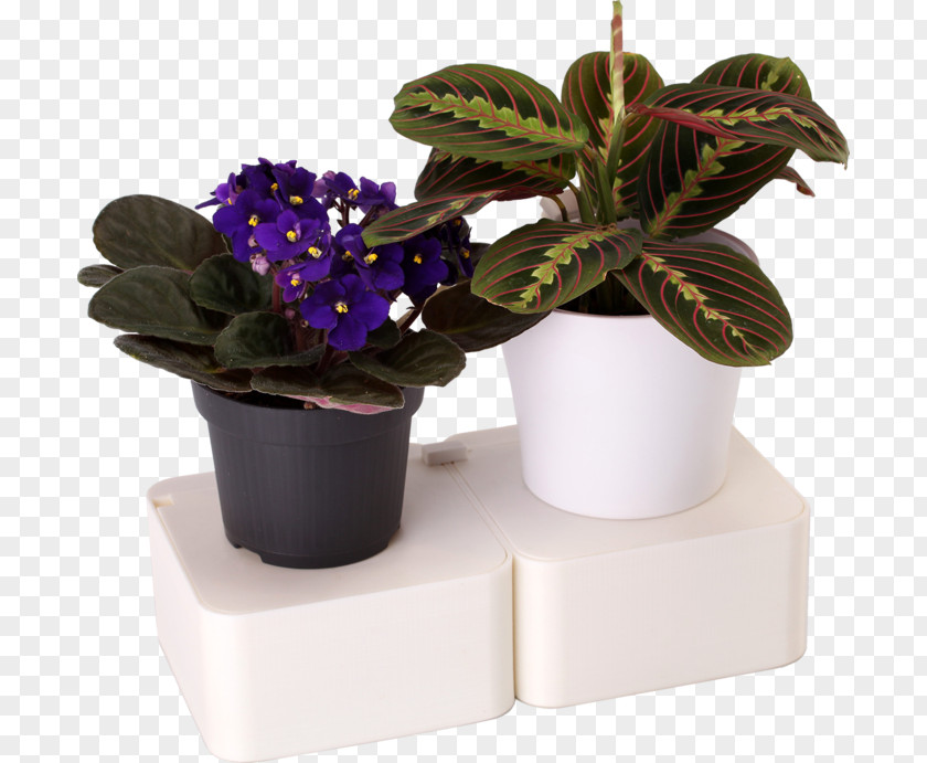 Flower Flowerpot Houseplant Herb PNG
