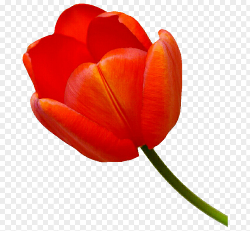 Orange Tulip Petal Close-up Plant Stem PNG