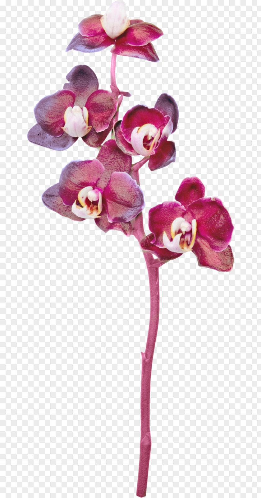 Orchid Moth Orchids Cut Flowers PNG