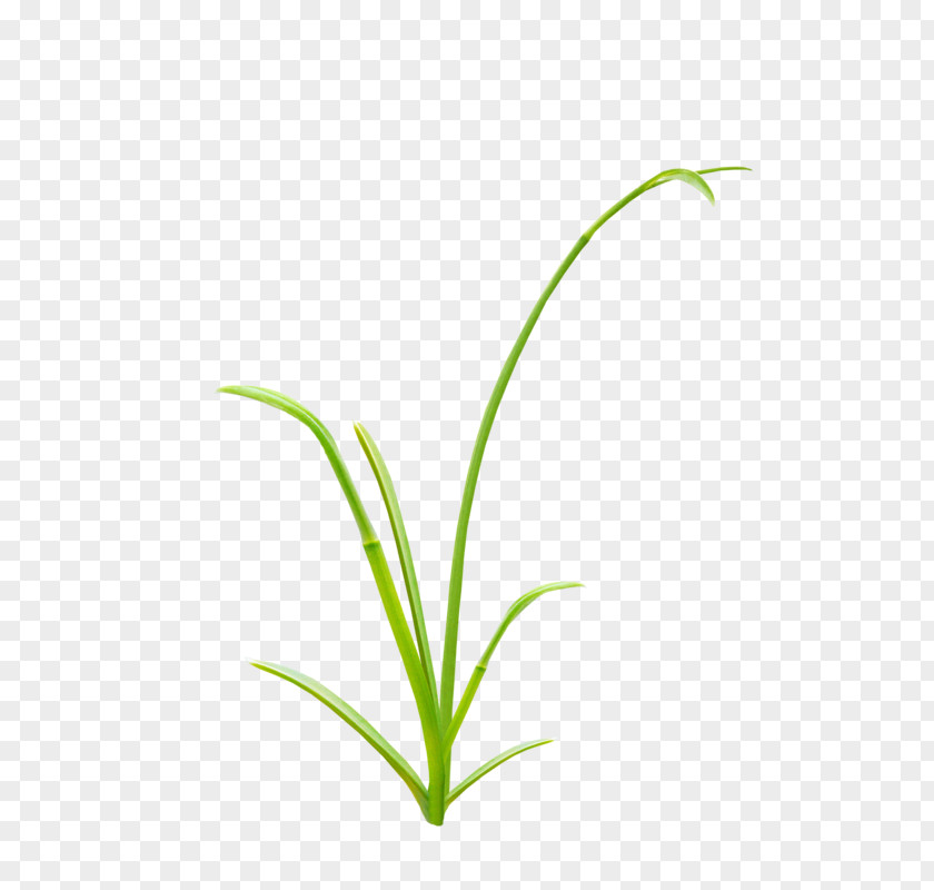 A Grass Herbaceous Plant PNG