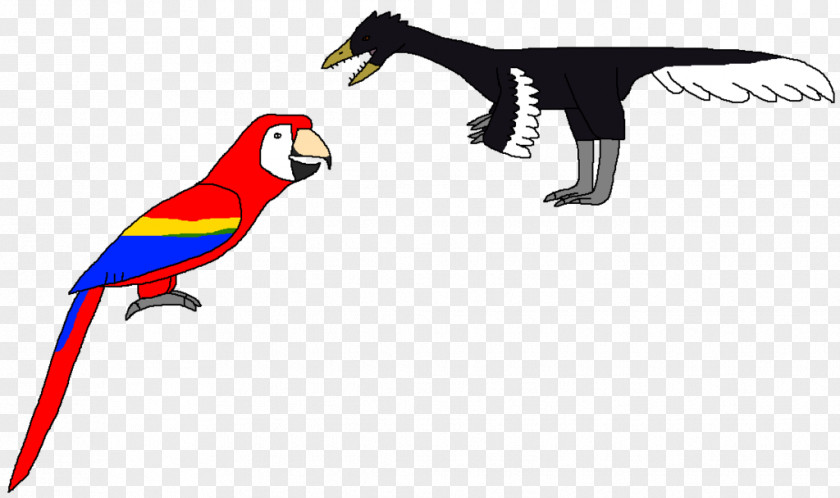 Archaeopteryx Graphic Macaw Beak Clip Art Fauna Line PNG