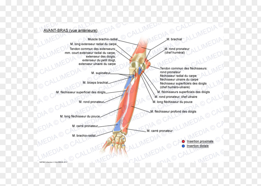 Arm Forearm Extensor Carpi Radialis Brevis Muscle Muscular System Digitorum PNG