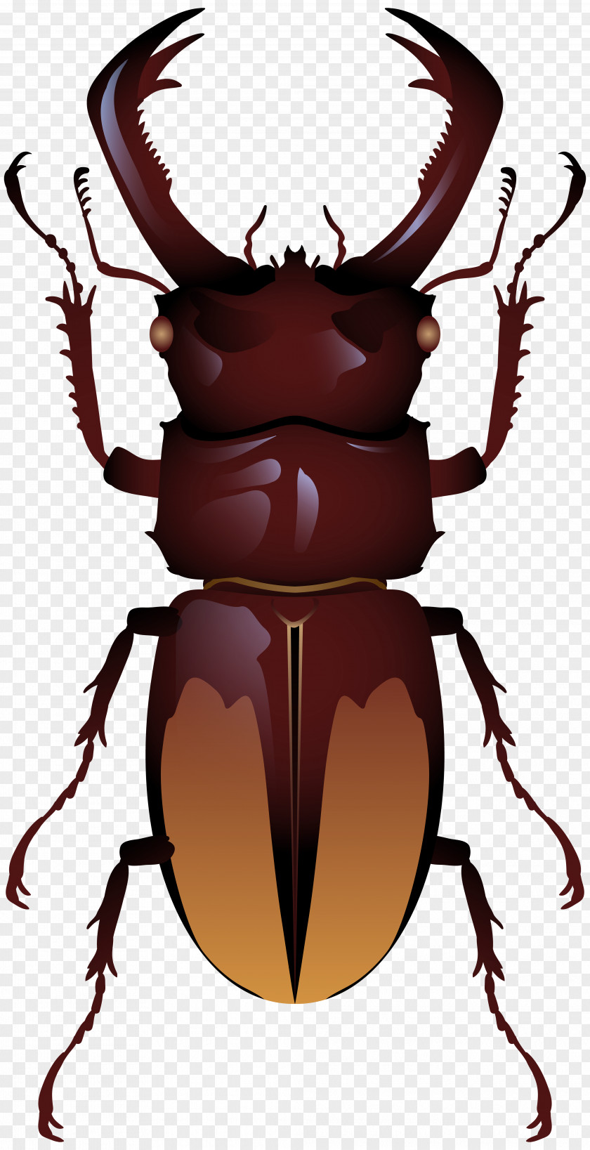 Beetle Stag Clip Art PNG