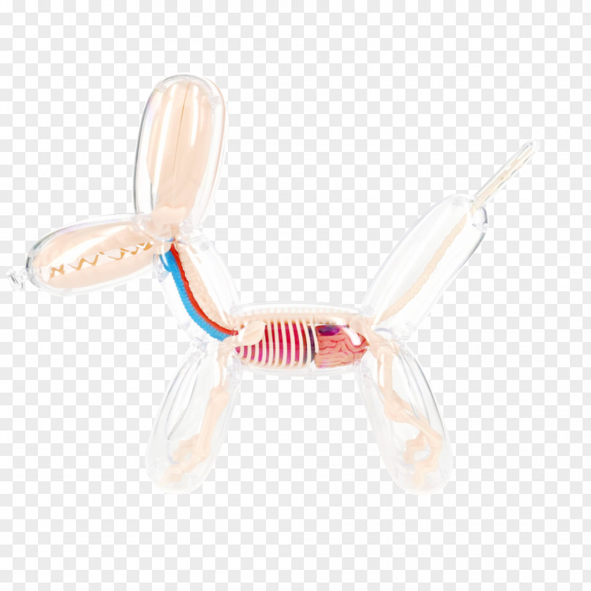 Dog Balloon Anatomy Human Skeleton PNG