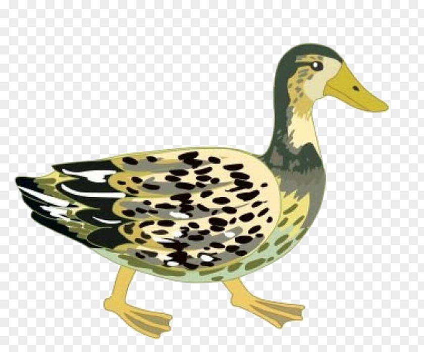 Duck Mallard Goose Drawing PNG