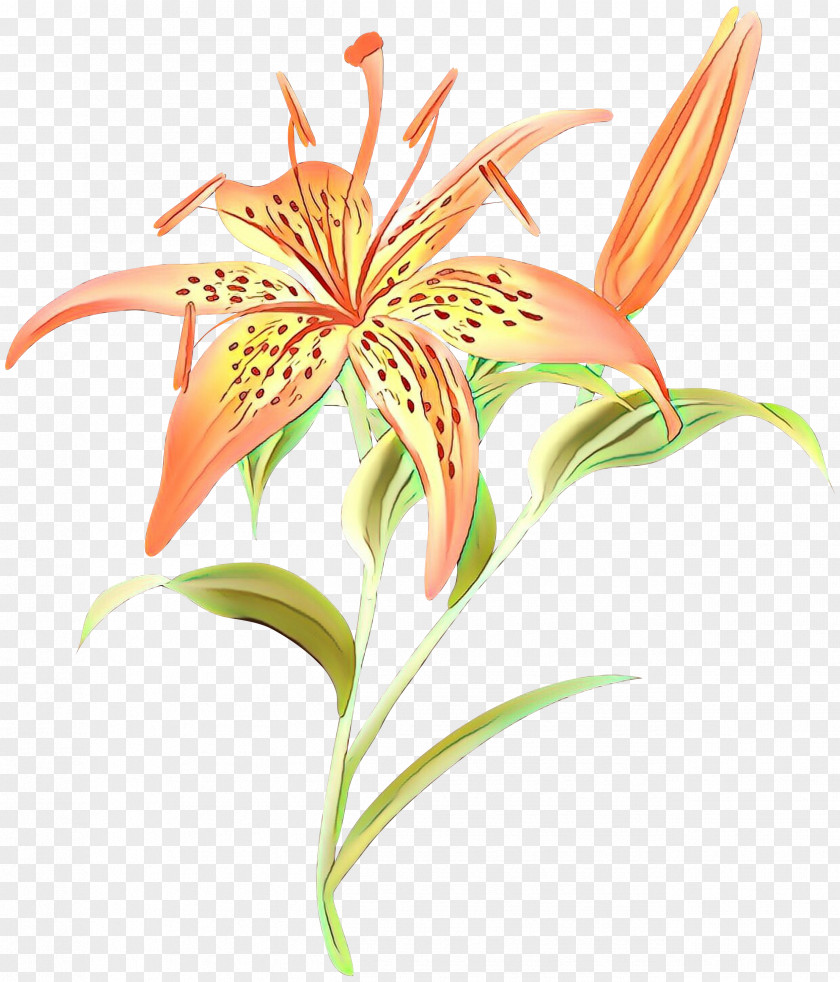 Flower Plant Yellow Canada Lily Tiger PNG