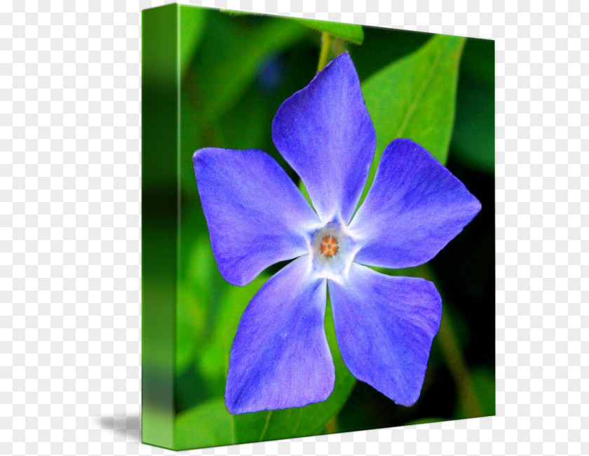 Periwinkle Myrtle Greater Madagascar Flower PNG