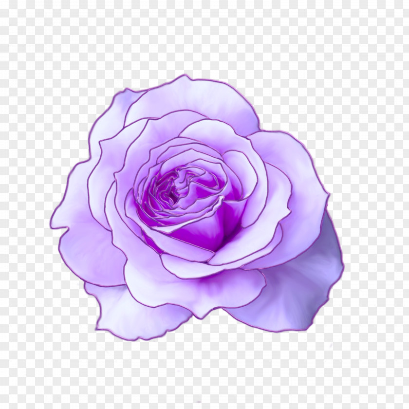 Purple Dream Centifolia Roses Garden Floribunda Cut Flowers Petal PNG